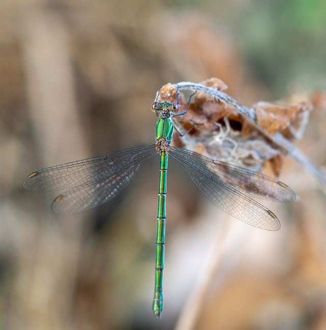 Da determinare per favore - Chalcolestes sp. femmina